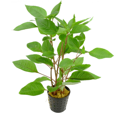 Hygrophila Corymbosa Temple