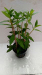 Nesaea Triflora
