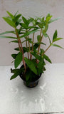 Nesaea Triflora