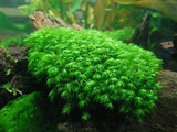 Fissidens Mexicano