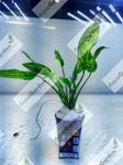 Echinodorus Marble Queen