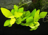 Anubias Barteri Round "Golden Coin" (Nacional)