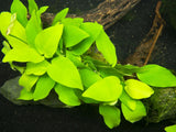 Anubias Barteri Round "Golden Coin" (Nacional)