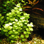 Lysimachia Nummularia