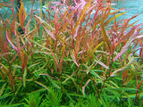 Polygonum Kawagoeanum (Nacional)