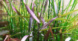 Poaceae 'Purple bamboo' (Nacional)