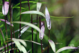 Poaceae 'Purple bamboo' (Nacional)