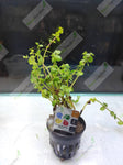 Rotala Green Maceta