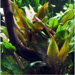 Cryptocoryne undulata broad leaves maceta