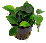 Anubias Barteri Nana 'Bonsai' (Nacional)