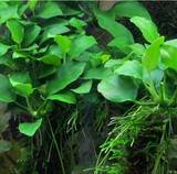 Anubias Barteri Nana 'Bonsai' (Nacional)