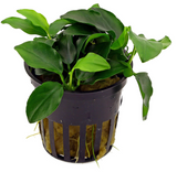 Anubias Barteri Nana 'Bonsai' (Nacional)