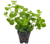 Lysimachia Nummularia