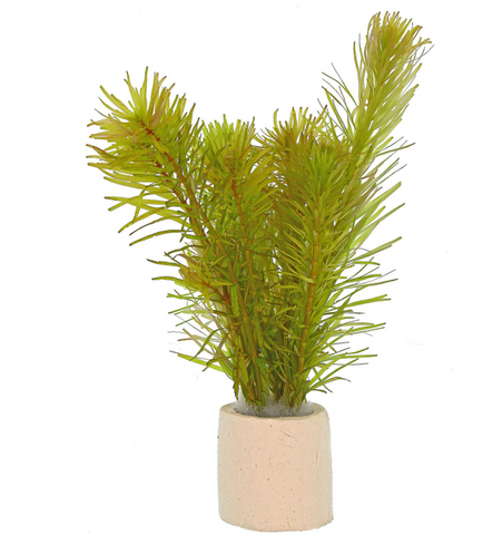 Rotala bangladesh maceta