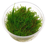 Musgo weeping ferriei
