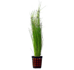Eleocharis vivípara