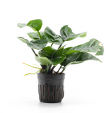Anubias Barteri 'Butterfly' (Nacional)
