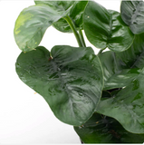 Anubias Barteri 'Butterfly' (Nacional)