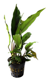 Anubias minima maceta