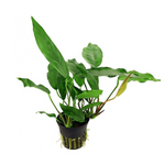 Anubias minima maceta