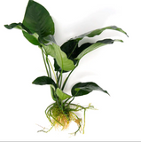 Anubias Barteri Broad Leaf (Nacional)