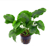 Anubias Barteri Broad Leaf (Nacional)