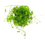 Hydrocotyle Tripartita