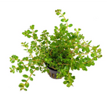 Rotala Rotundifolia