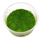 Riccia Fluitans (porción)