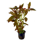 Ludwigia Glandulosa