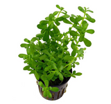 Bacopa Monnieri "Compact" (Nacional)