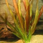 Vallisneria Caulescens