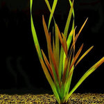 Vallisneria Caulescens