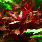 Althernanthera R. Rosanervig