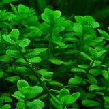 Bacopa Monnieri "Compact" (Nacional)