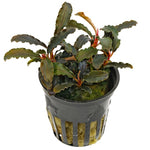 Bucephalandra Kedagang Purple