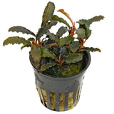 Bucephalandra Kedagang Purple