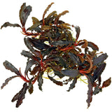 Bucephalandra Kedagang Purple