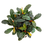 Bucephalandra Mini phantom
