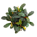 Bucephalandra Mini phantom