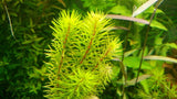 Rotala bangladesh maceta