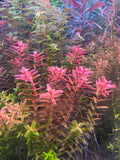 Rotala Macandra Mini Pink