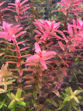 Rotala Macandra Mini Pink