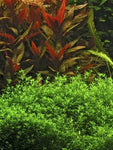 Hygrophila Corymbosa "Siamensis 53B"