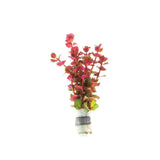 Rotala Macandra Mini Pink