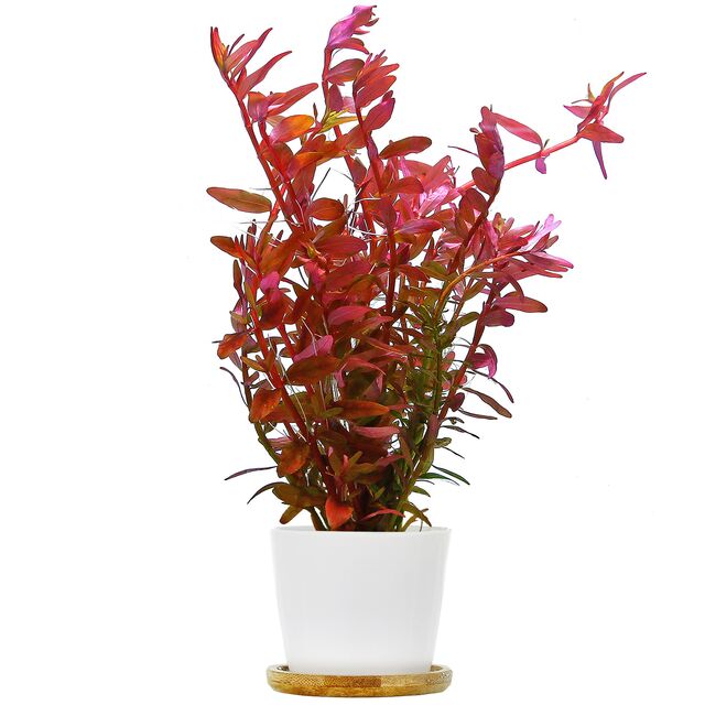 Rotala Rotundifolia Colorata (Nacional) – LumaLight Studio