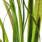 Vallisneria Tiger